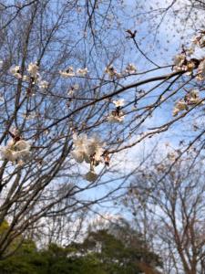 認知症についての研修会